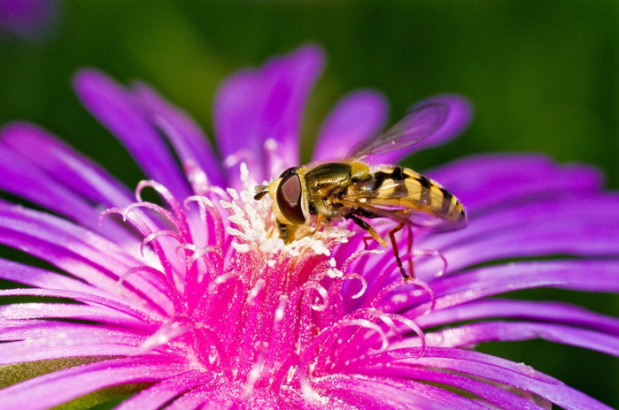花の蜜を集めるミツバチ