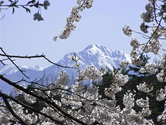 桜風景から見た甲斐駒ヶ岳