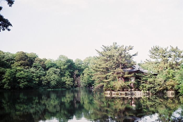 石神井公園園内の池の様子