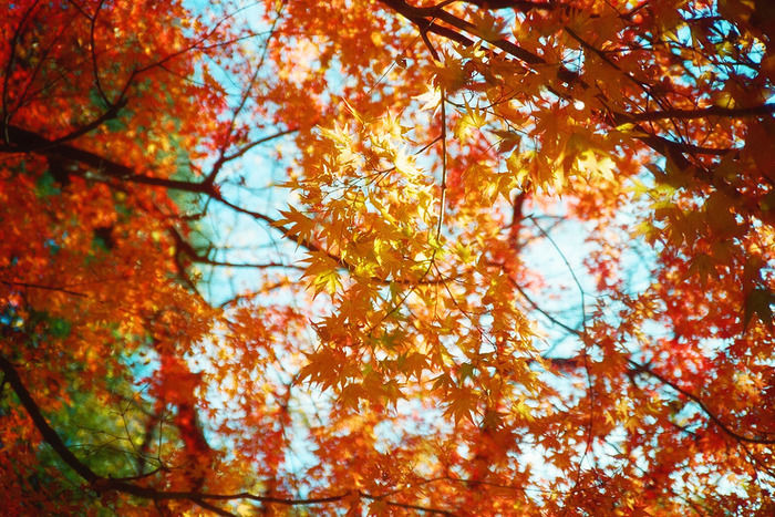紅葉したもみじ