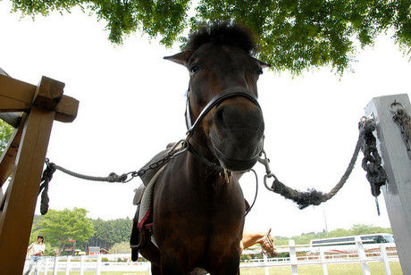 牧場で飼育されている馬