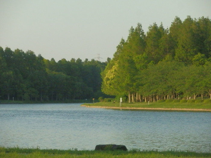 水元公園の池