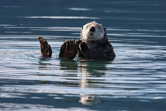 海を泳ぐラッコ