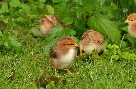 草に隠れている鳥のひな