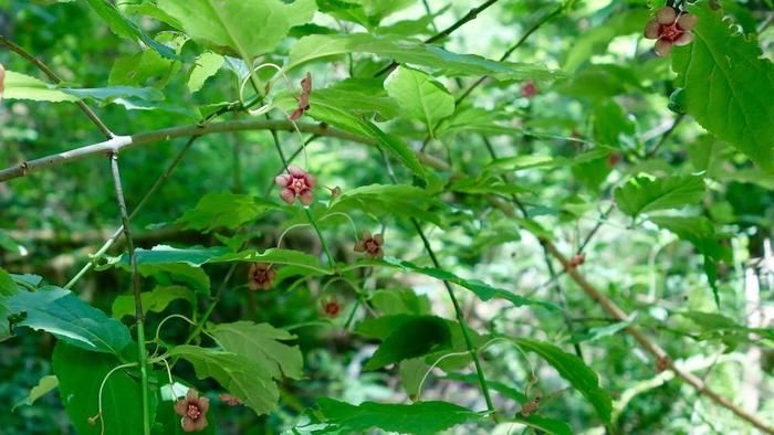 ポートランドの「フォレストパーク」の草花