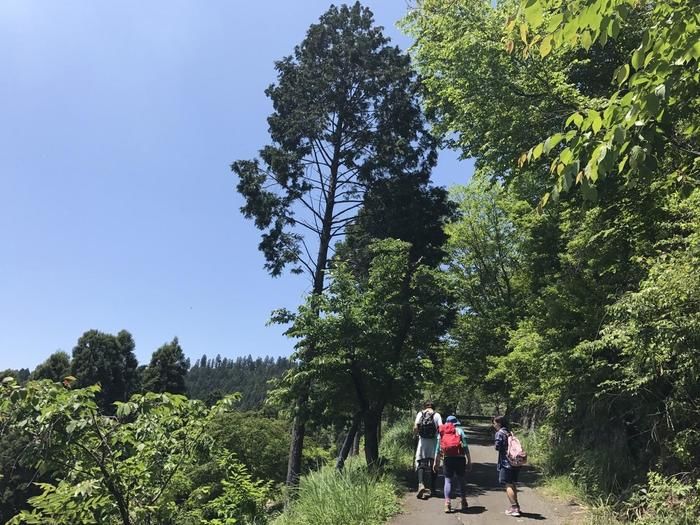 城山山頂までの山道