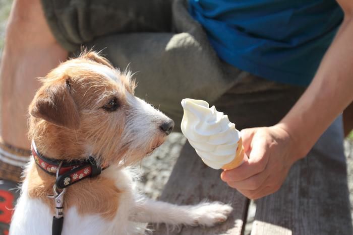 ソフトクリームと犬