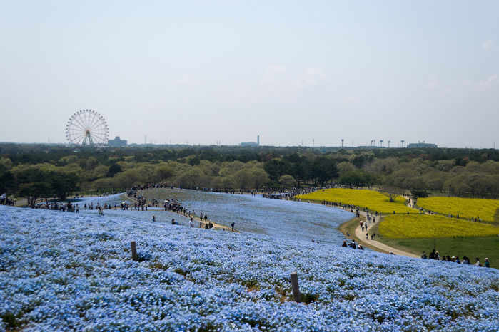 ひたち海浜公園の一面に広がるネモフィラ畑