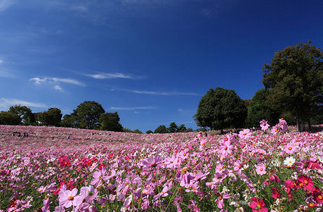 国営昭和記念公園の広大な花畑