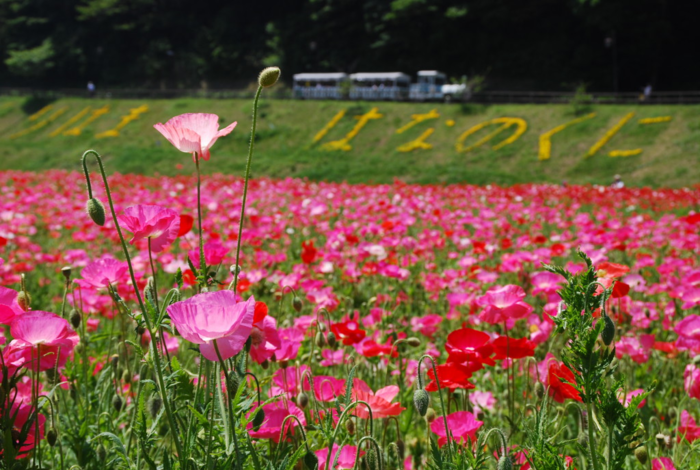 くりはま花の国の色鮮やかな花畑