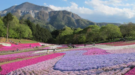 羊山公園のカラフルな芝桜