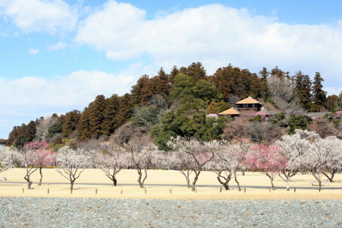 偕楽園の日本庭園と梅の木