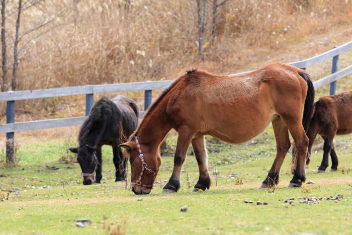 木曽馬の里の木曽馬