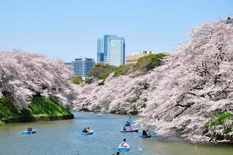 千鳥ヶ淵緑道の桜と湖でボードに乗っている人々