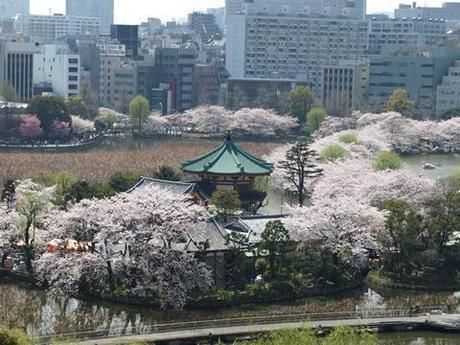 上野恩賜公園の桜
