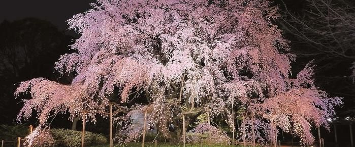 六義園のライトアップされた桜