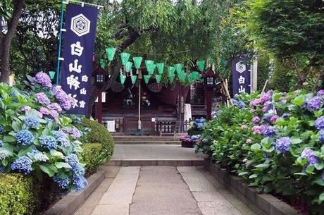 白山神社・白山公園の紫陽花