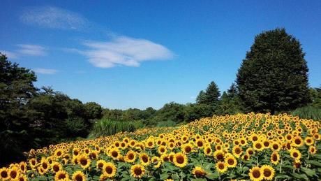 昭和記念公園のひまわり畑