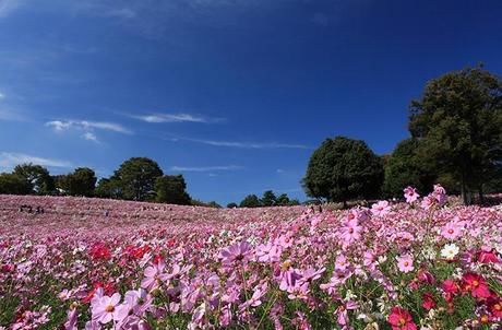 昭和記念公園のコスモス畑