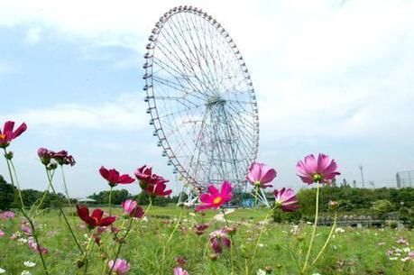 葛西臨海公園のコスモスと観覧車