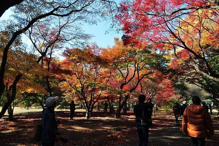 新宿御苑の紅葉