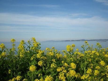 房総フラワーラインで見られるの菜の花と海