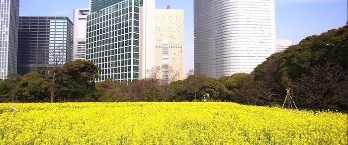 浜離宮恩賜公園の菜の花畑