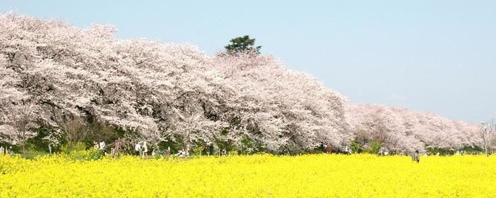 権現堂公園の菜の花畑と満開の桜