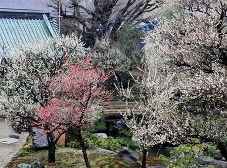 湯島天満宮の咲き誇る梅の花