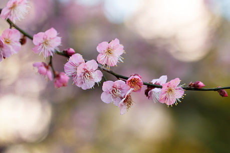 谷保天満宮の梅の花
