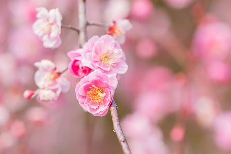 府中市郷土の森博物館の梅の花