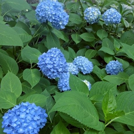 としまえんの青い紫陽花