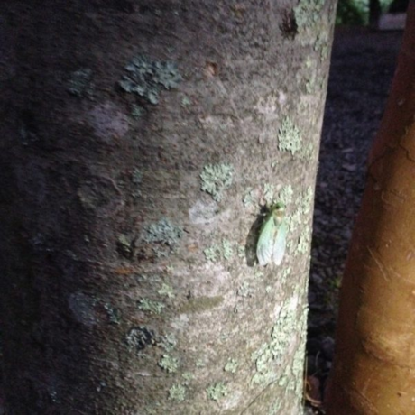 木に止まっているセミ