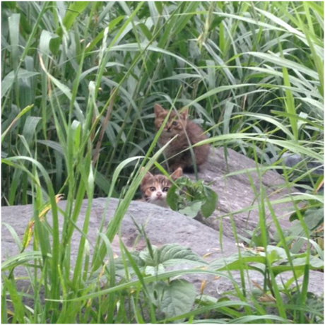 草むらの中の猫たち