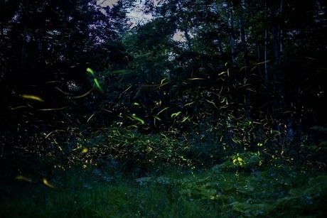 夜の森を飛び回るホタル