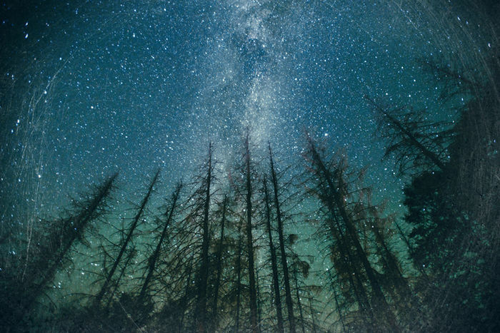 森の中から見える満天の星
