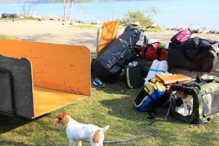 たくさんのキャンプの荷物と犬