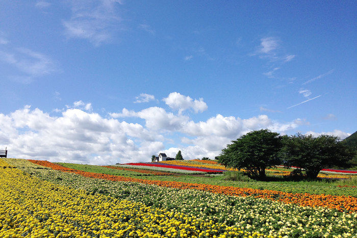 宮城県加美町の花畑