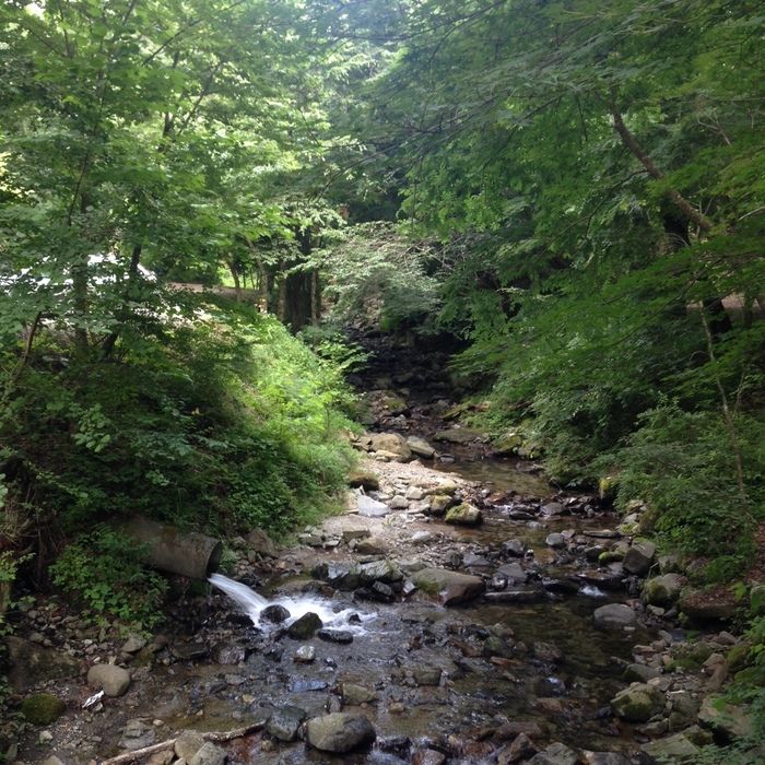 橋から眺めることができる川