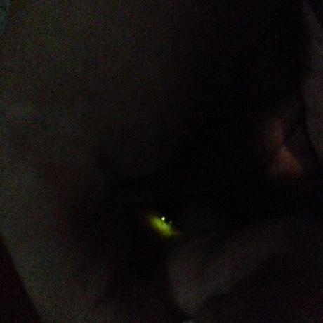 手のひらで光る蛍