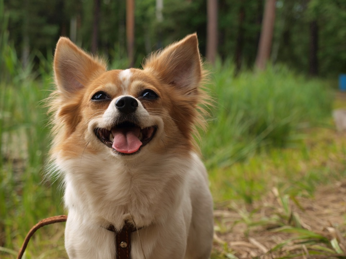 楽しそうに走り回る犬