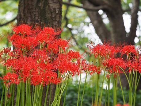 巾着田に咲く曼珠沙華