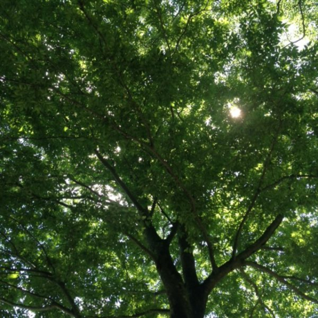 芦ノ湖キャンプ村の木々