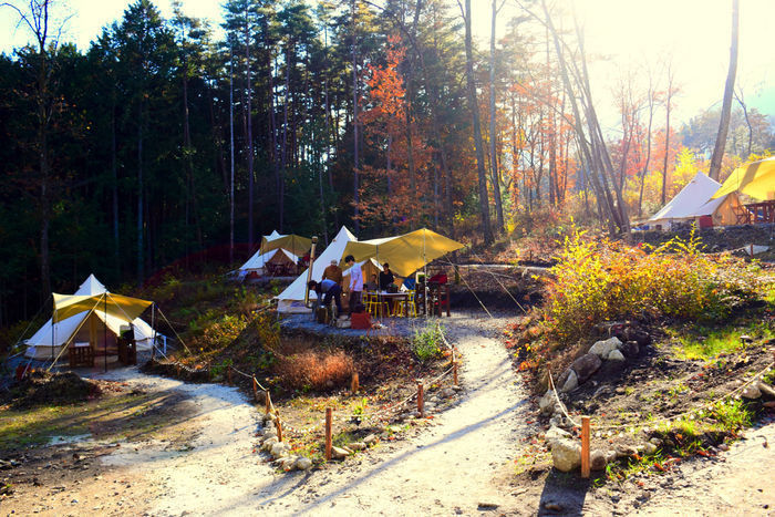 FLORA Campsite in the Natural Gardenのサイト全体像