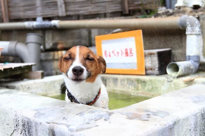 お風呂に入る犬