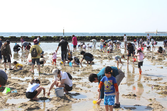 二色の浜海水浴場で潮干狩りを楽しむ人々