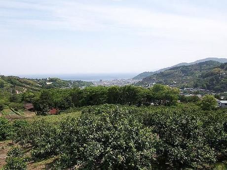 緑の生い茂る幕山