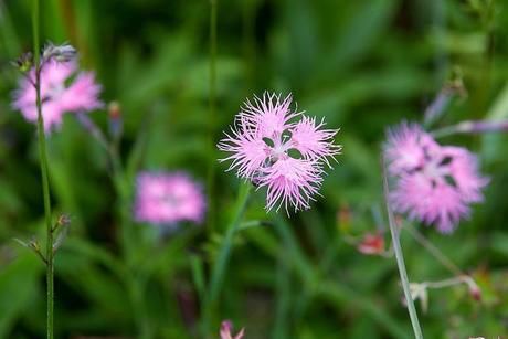 池の平湿原に咲くピンクの花