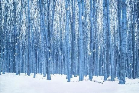 雪に覆われた木が鬱蒼と茂る林