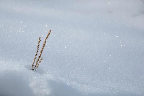 雪の中に生える植物